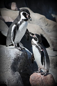 pingouin, Zoo, animal, oiseau, faune, nature, Antarctique