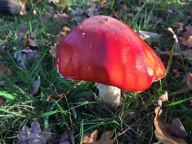 mushroom, autumn, nature, fungus, forest, season, cap