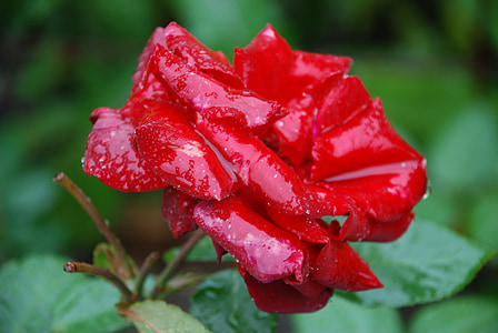 flower, pink, rose, drops, plant, nature, red