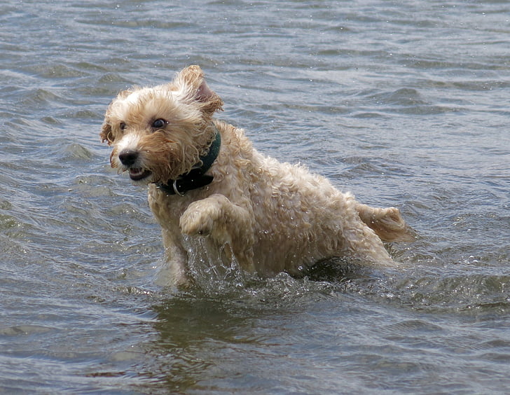 cão, água, animal de estimação, canino, bonito, oceano, mar