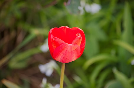 Tulip, blomst, Holland, Tulip forår, forår, natur, rød