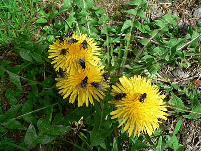 πικραλίδα, μύγα, φύση, το καλοκαίρι, έντομο, Κίτρινο, λουλούδι