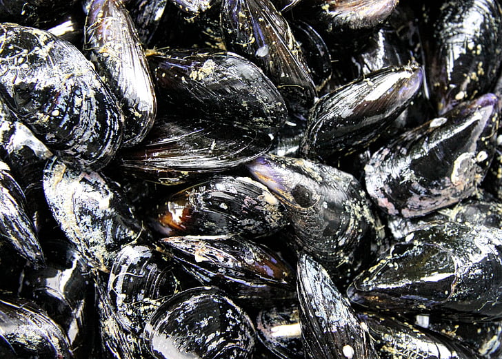mussels, seafood, sea, food, shell, freshness, close-up
