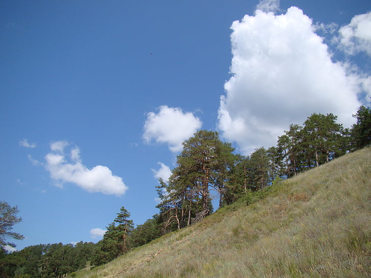 slope, from the bottom, pine, sky, clouds, summer, festival songs