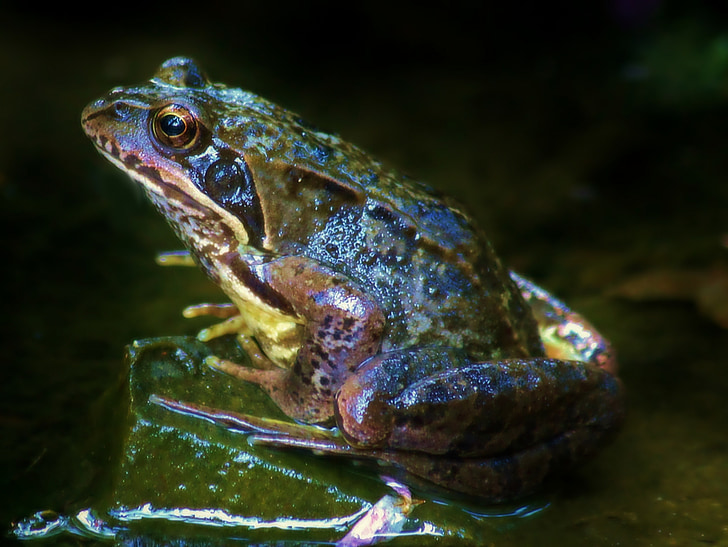 frog, animal, amphibian, pond, water, nature, creature