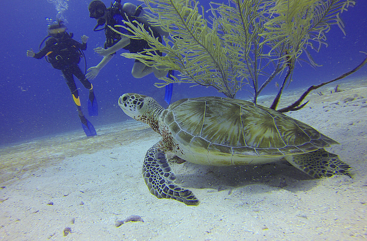 kornjača, ronioci, Meksiko, pod vodom, more, greben, škola ronjenja
