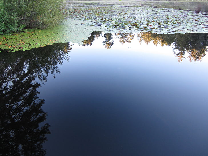 jazero, Lily, reflexie, vody, hladké, Victoria, Britská Kolumbia