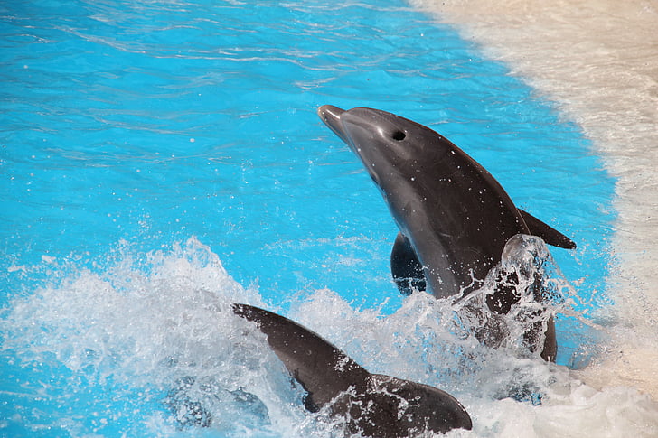 Loro parque, Tenerife, delfín, zvieratá v divočine, zvierat voľne žijúcich živočíchov, jedno zviera, zvieracie motívy