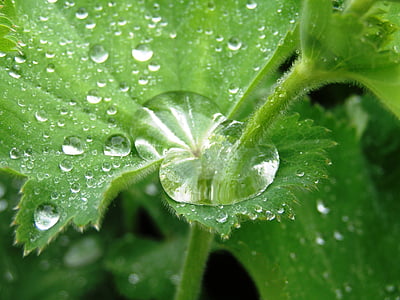 giardino, goccia di pioggia, pianta, chiudere, foglia verde, Frauenmantel, foglia