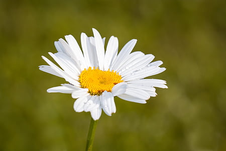 Marguerite, Leucanthemum, kompozitov, kvet, biely kvet, kvet, kvet