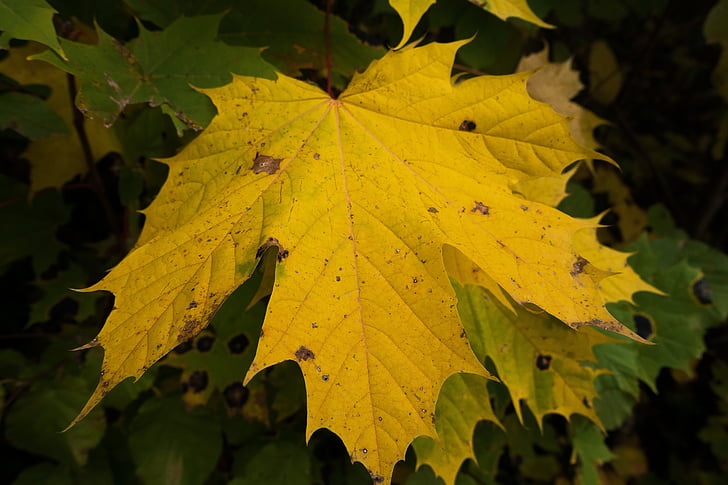 Maple, mùa thu, lá, màu vàng, màu xanh lá cây, lá, màu