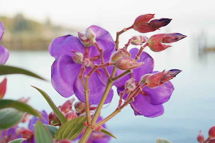 Blume, Blüte, Bloom, Knospe, violett, Container-Anlage, lila