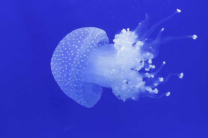 sứa, Đại dương, tôi à?, Thiên nhiên, động vật, màu xanh, dưới nước