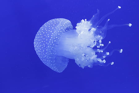 Medúza, oceán, Já?, Příroda, zvířata, modrá, pod vodou