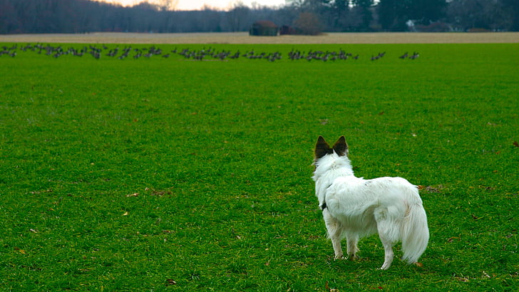 contemplando, Chase, cão, gansos, campo, pasto, natureza