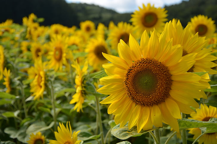 zonnebloem, Hokkaido, zomer