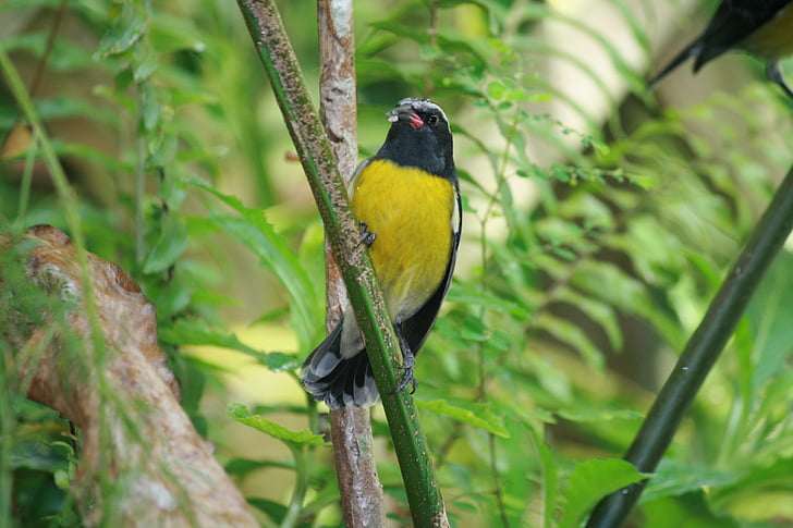 птица сахар, желтый, черный, тропический, Природа, Сад, Гваделупа