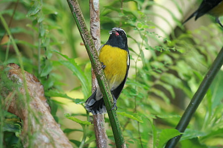 açúcar de pássaro, amarelo, preto, tropical, natureza, jardim, Guadalupe
