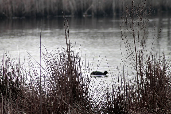 reed, water, waters, landscape, animal, duck, lake