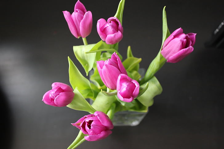 Tulipán, květ, Příroda, květiny, růžová, rostliny