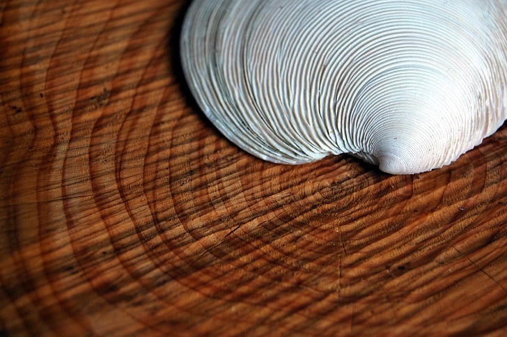 shell, tree, rings, annual rings, similarity, lines, close