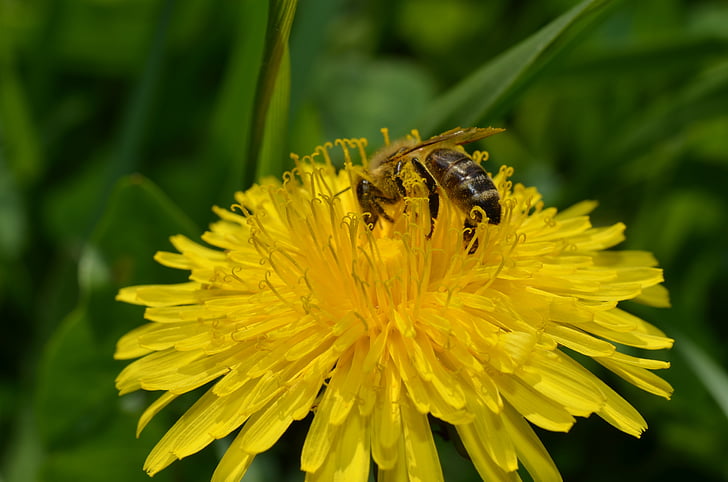 bee, dandelion, spring, flowers, macro, nature, plant