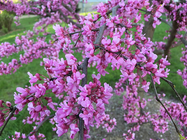 紫荆, 粉色, 花蕾, 开花, 自然, 春天, 花