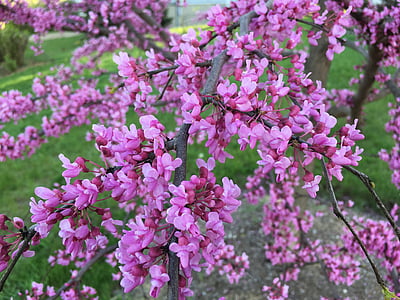 redbud, 핑크, 꽃 봉 오리, 꽃, 자연, 봄, 꽃