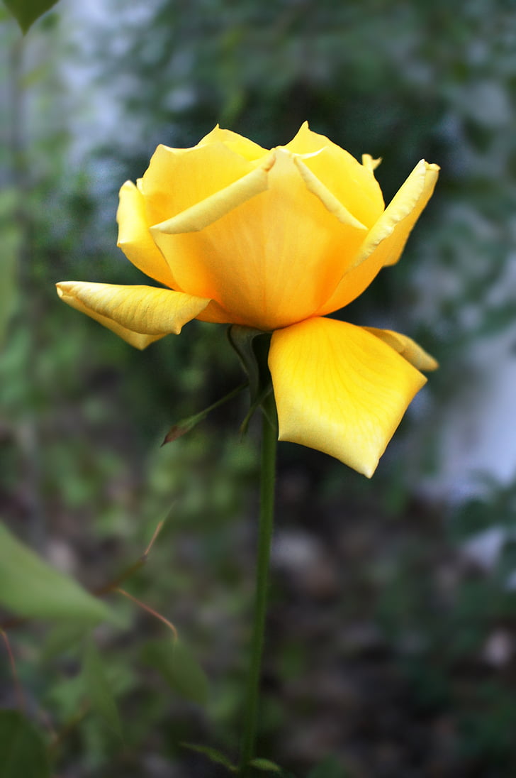 yellow rose, rose, yellow, flower, garden, nature, floral