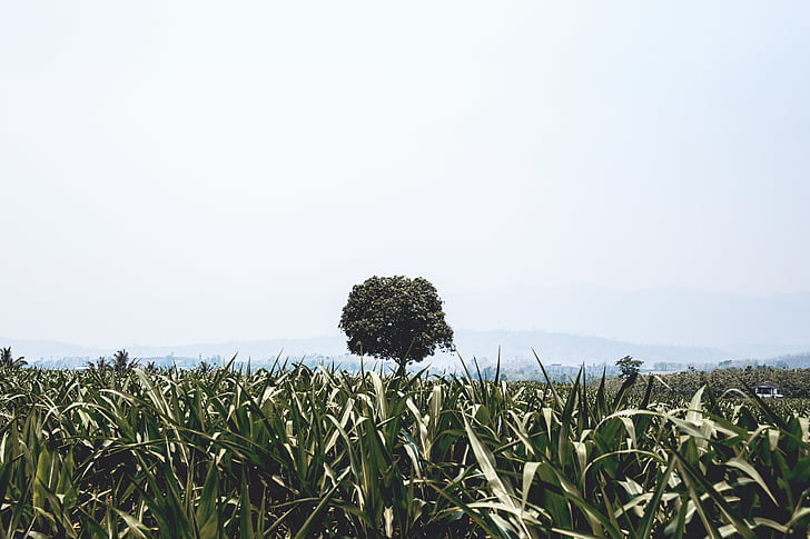 corn, field, tree, background, nature, grass, view