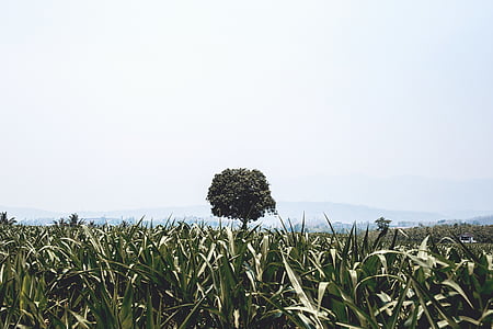 kukurydza, pole, drzewo, tło, Natura, trawa, Widok
