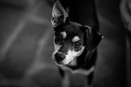 animal, preto e branco, close-up, cão, macro, animal de estimação, animais de estimação