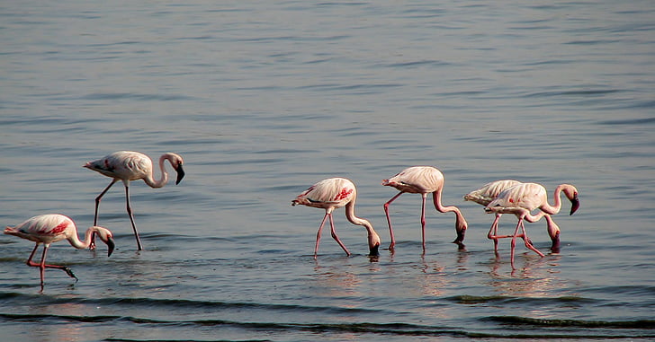 Flamingi, putni, putnu, garu kaklu, rozā, purvs, fauna