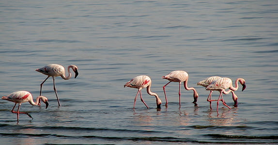 flamingos, birds, avian, long-necked, pink, swamp, fauna
