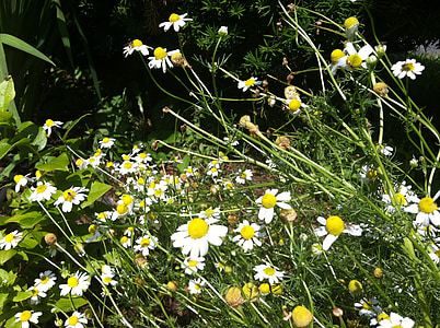 feverfew, flowers, wildflower, yellow, plant, nature, daisy