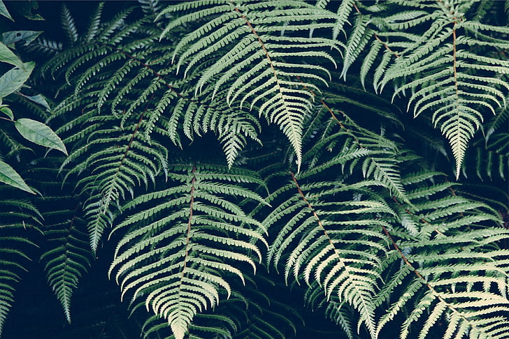 nature, plant, fern, leaves, frond, green, environment