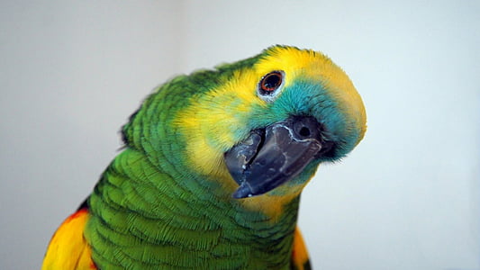 papuga, Amazone, niebieski, amazone szyję żółta, upierzenie, oko, zielony