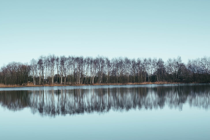 trees, reflection, water, lake, trunks, branches, grass