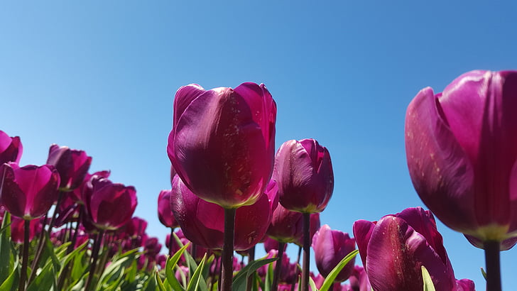 Tulip, flowerbulbs, màu tím