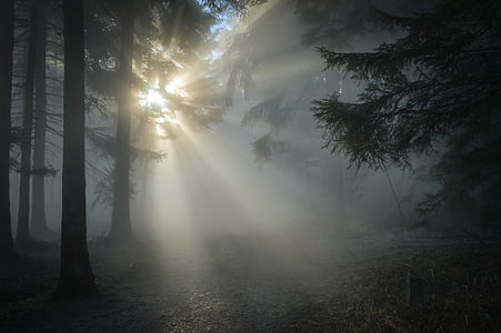 luz de nuevo, coníferas, oscuro, al atardecer, abetos, hay niebla, bosque