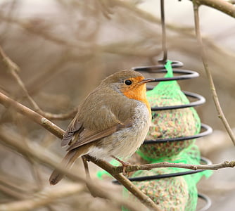 Robins, madár, Erithacus rubecula, hely etetés, etetés, kis madarak, természet