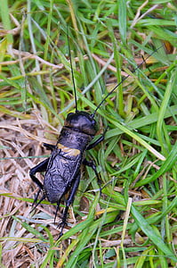 beetle, cicada, nature, animal, black, grasshoppers, cricket field