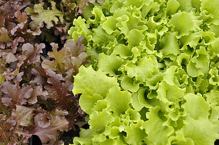 salat, drivhusgasser, salat