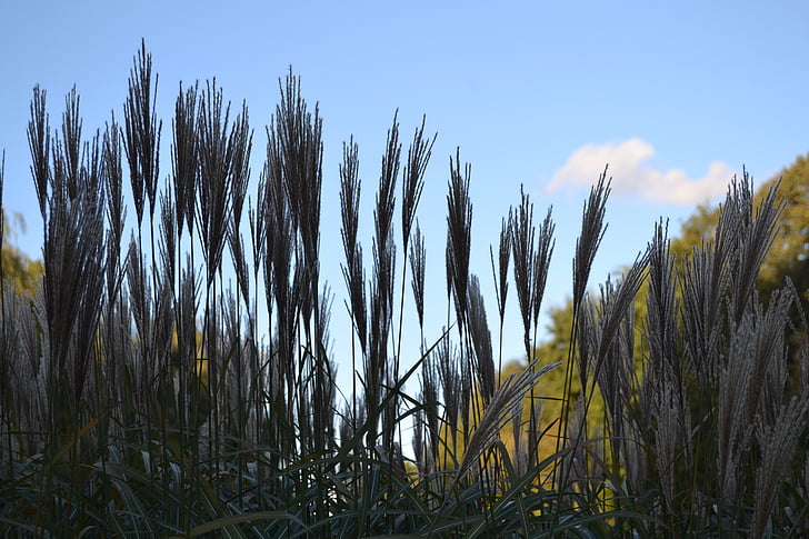Reed, gresset, anlegget, natur, idyle, høst