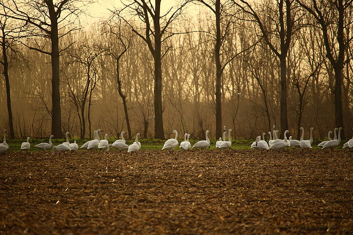 cisne de whooper, cisne, cisnes, campo, arable, otoño, aves migratorias