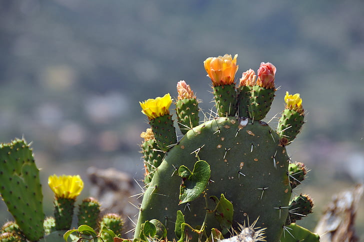 kaktus, cvijet, cvatu, biljka