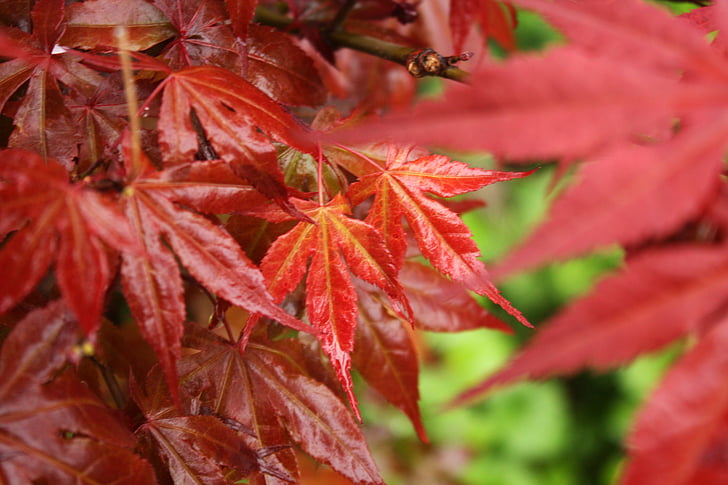 leaf, maple, red