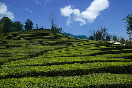 tējas dārzs, yichang, wufeng, lauksaimniecība, saimniecības, ainava, lauks