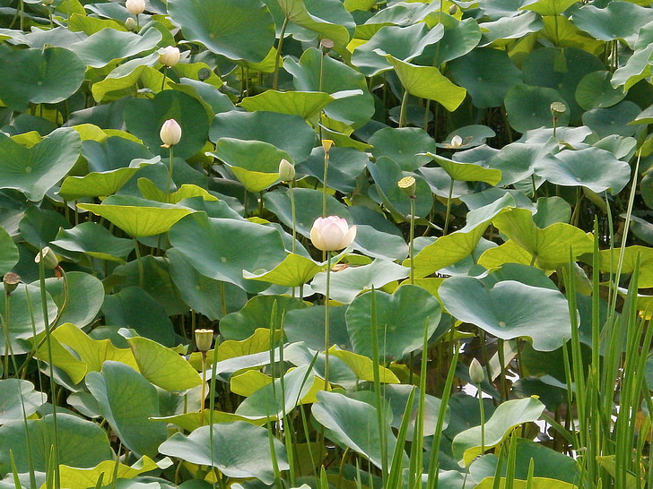 Lotus, Lotus-Blume, Lotusblatt, Wasserpflanze