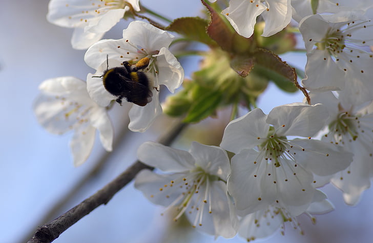 Bourdon, třešeň, jaro, smývání, květ, bílá, Příroda